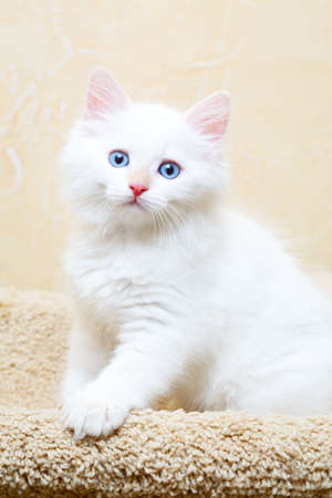 Siberian kitten at homeの写真素材