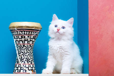 Siberian kitten at homeの写真素材