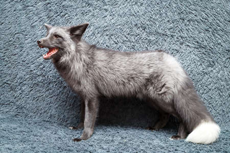 Russian domesticated red foxの写真素材