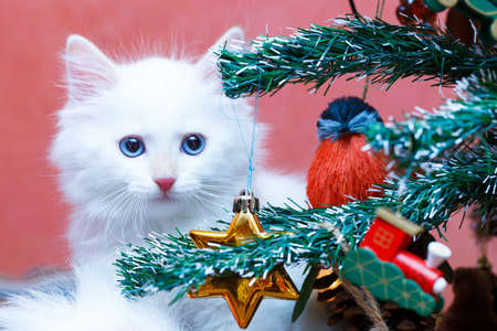 Siberian kitten at homeの写真素材