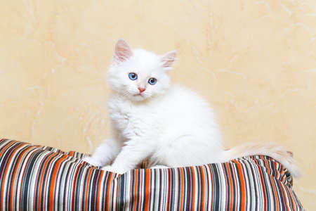 Siberian kitten at homeの写真素材