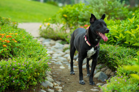 Image of a black domestic dog standing in the parkの写真素材
