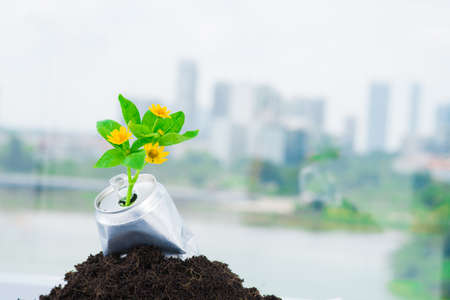Close-up of growing plant in tinの写真素材