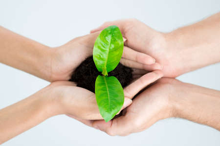 New plant in people?s handsの写真素材