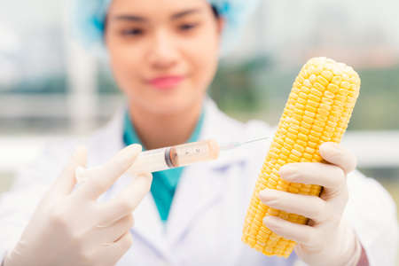 Scientist injecting GMO into ripe cornの写真素材