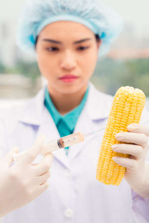 Woman scientist injecting corn cobの写真素材