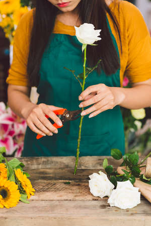 Florist cutting a white roseの写真素材