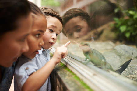 Curious children looking at lizard behind the glass wallの写真素材