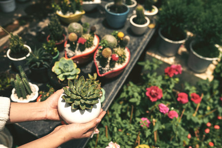 Female hands holding pot with succulent, selective focusの写真素材