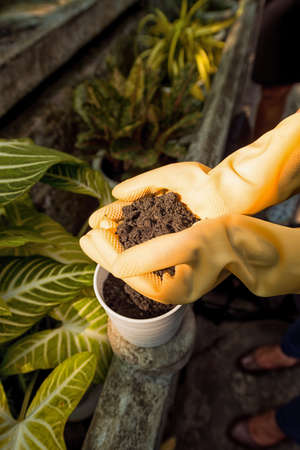 Hands of gardener filling flower pot with soilの写真素材