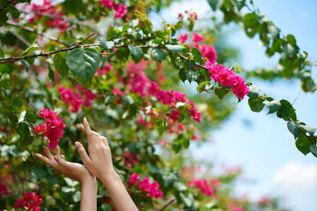 Close-up of woman touching flowers on treeの写真素材