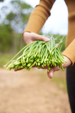 Harvested leekの写真素材