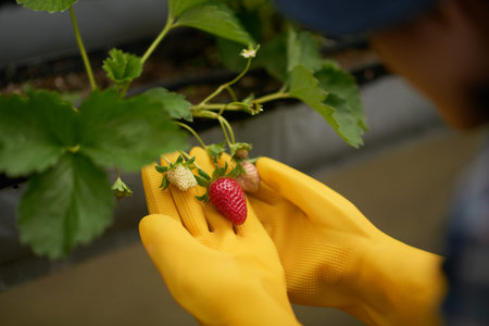 Close-up shot of unrecognizable farmer wearing rubber gloves analyzing quality of fresh strawberries growing on bush at modern greenhouseの写真素材