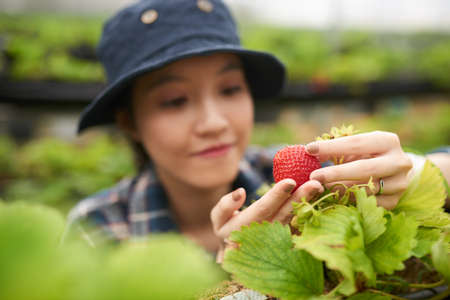 Beautiful Asian greenhouse worker analyzing quality of ripe strawberry picked from bush while carrying out inspection, focus on foregroundの写真素材