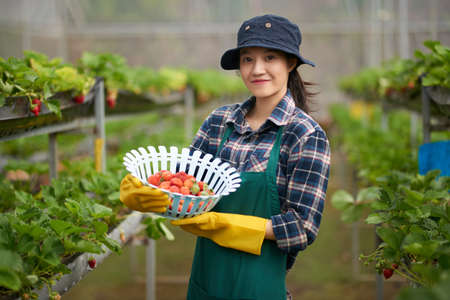 Attractive young greenhouse worker wearing apron and bucket hat holding small basket filled with ripe strawberries in hands while posing for photography, blurred backgroundの写真素材