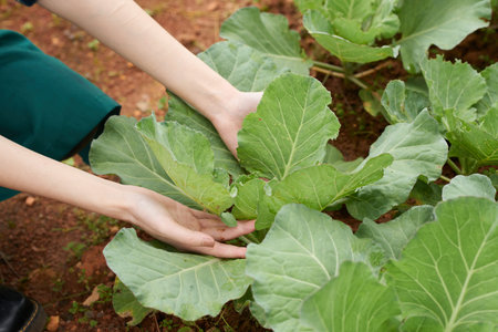 Close-up shot of young woman wrapped up in work at vegetable garden, she sitting on haunches and...