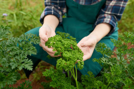 Growing greensの写真素材