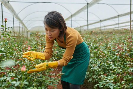 Growing pink rosesの写真素材