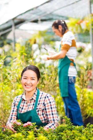 Planting flowers in orangeryの写真素材