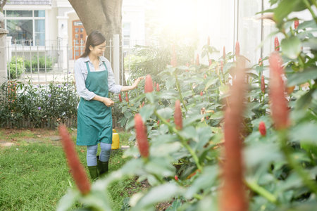 Young female farmer caring for the plants, she walking along the planted plants and watching them growの写真素材