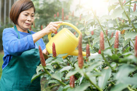 Mature woman in apron standing and watering flowers in a garden with a watering canの写真素材