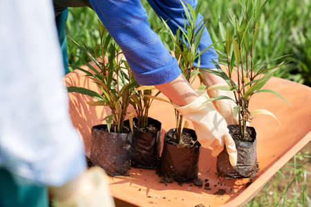 Close-up of gardeners putting plants in the cart, they are going to replant the plants in another locationの写真素材