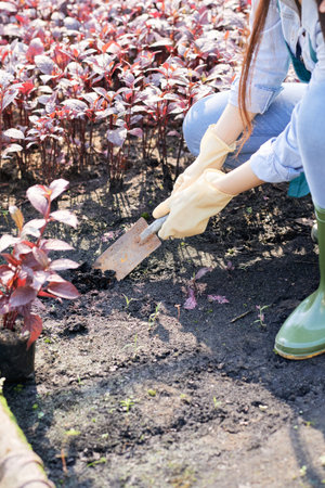 Close-up of female gardener digging with shovel and planting plant in the gardenの写真素材
