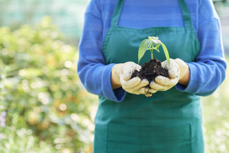 Gardener holding French bean baby plantの写真素材