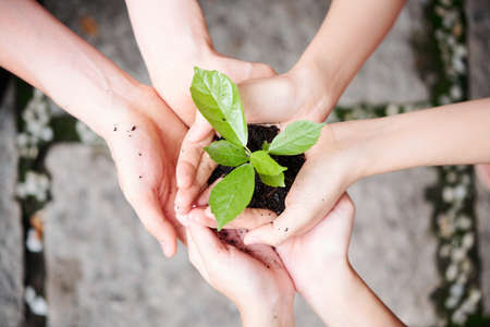 Close-up of two people holding green plant with soil in their hands they care of environmentの写真素材