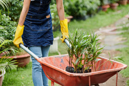 Cropped image of female gardener in apron and gloves pushing wheelbarrow with plants in itの写真素材