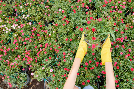 Gloved hands of gardener holding pot of flower blooming with small pink budsの写真素材