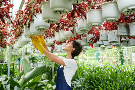Female greenhouse worker checking plants hanging from ceilingの写真素材
