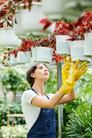 Pretty young woman working in greenhouse and growing various flowers for sellingの写真素材