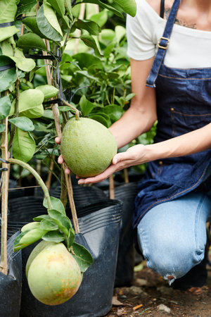 Cropped image of woman in apron checking green pomelo fruits she id growing in her gardenの写真素材