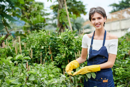 Happy smiling woman in rubber gloves showing fruit that grew on bush she was taking cafe ofの写真素材