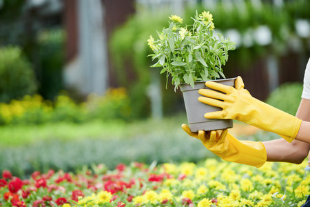 Gloved hands of woman holding plant she found in nursery gaden for her backyardの写真素材