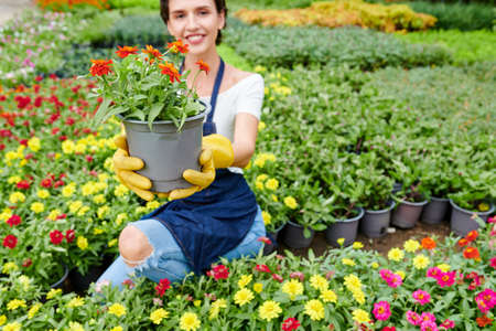 Cheerful young woman working in nursery garden and showing pot with beautiful blooming flowerの写真素材