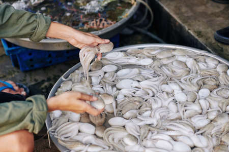 Hands of young woman taking fresh octopuses from basin with cold water when shopping at street fish marketの写真素材