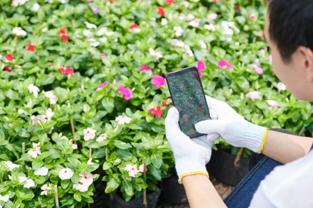 Flower market worker in textile gloves taking photos of blooming flowers to post on social media or...