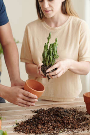 Closeup image of young couple repotting cactus plant at homeの写真素材