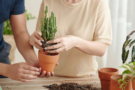 Man holding ceramic pot when his girlfreind is putting cactus plant insideの写真素材