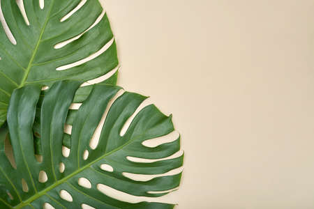 Above view of green tropical leaves on pastel background, nature conceptの写真素材