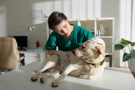 Veterinary nurse examining labrador dog lying on medical tableの写真素材