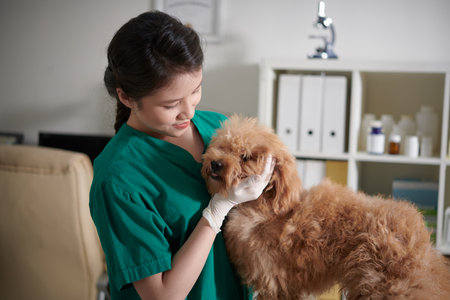 Veterinary nurse in medical gloves playing with fluffy little dogの写真素材