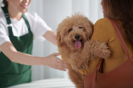 Adorable small dog sticking out tongue and looking at camera when owner giving her to veterinary...