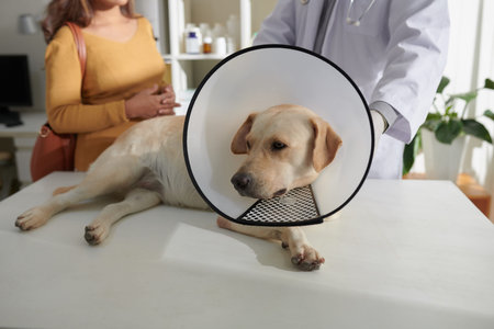 Labrador retriever dog with plastic Elizabethan collar around neck lying on medical table veterinary...