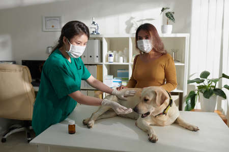 Veterinary nurse giving medicine to labrador retriever dog lying on medical table during annual examinationの写真素材