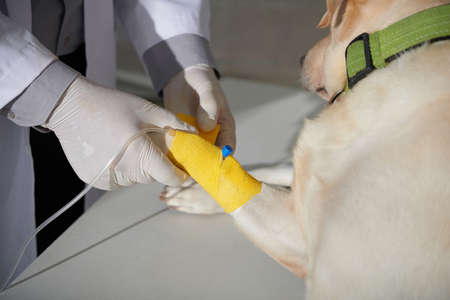 Closeup image of veterinarian applying yellow vetwrap to fix intravenous catheter on pawの写真素材