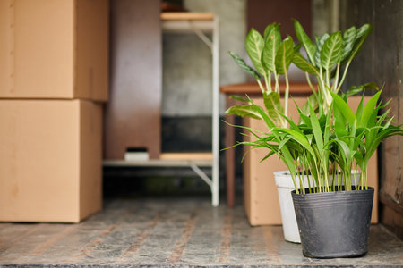 Potted plants and cardboard boxes in hall of moving person or familyの写真素材