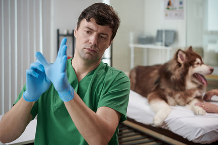 Veterinarian putting on silicone gloves to examine and palpate dogの写真素材